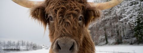 Tiere Winter